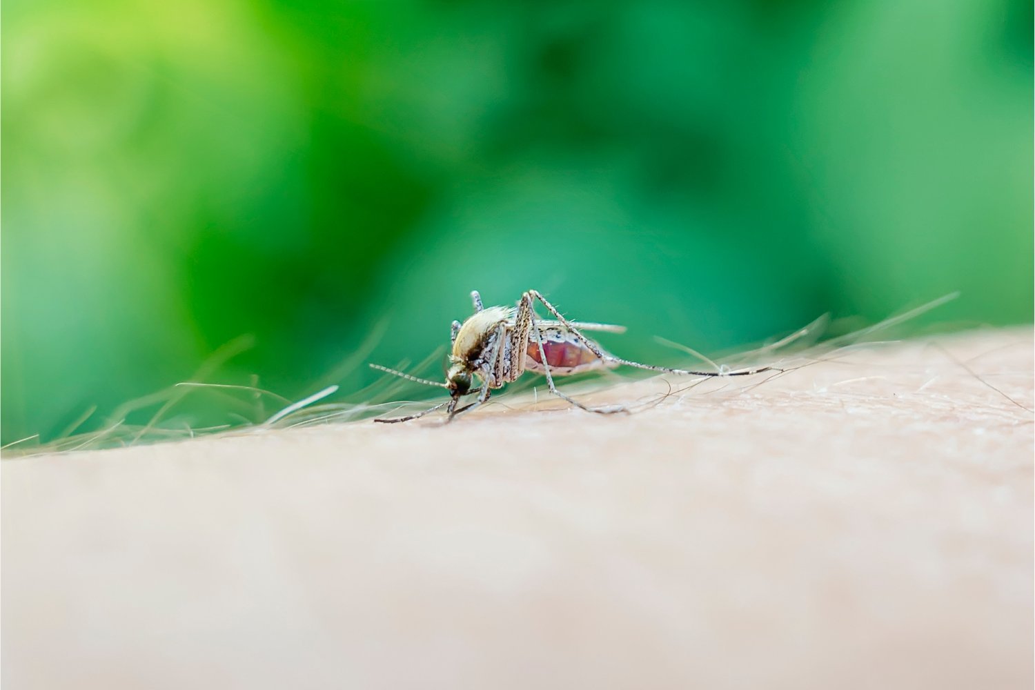 Massachusetts Town Enacts Evening Curfew Over Rare But Deadly Mosquito Virus