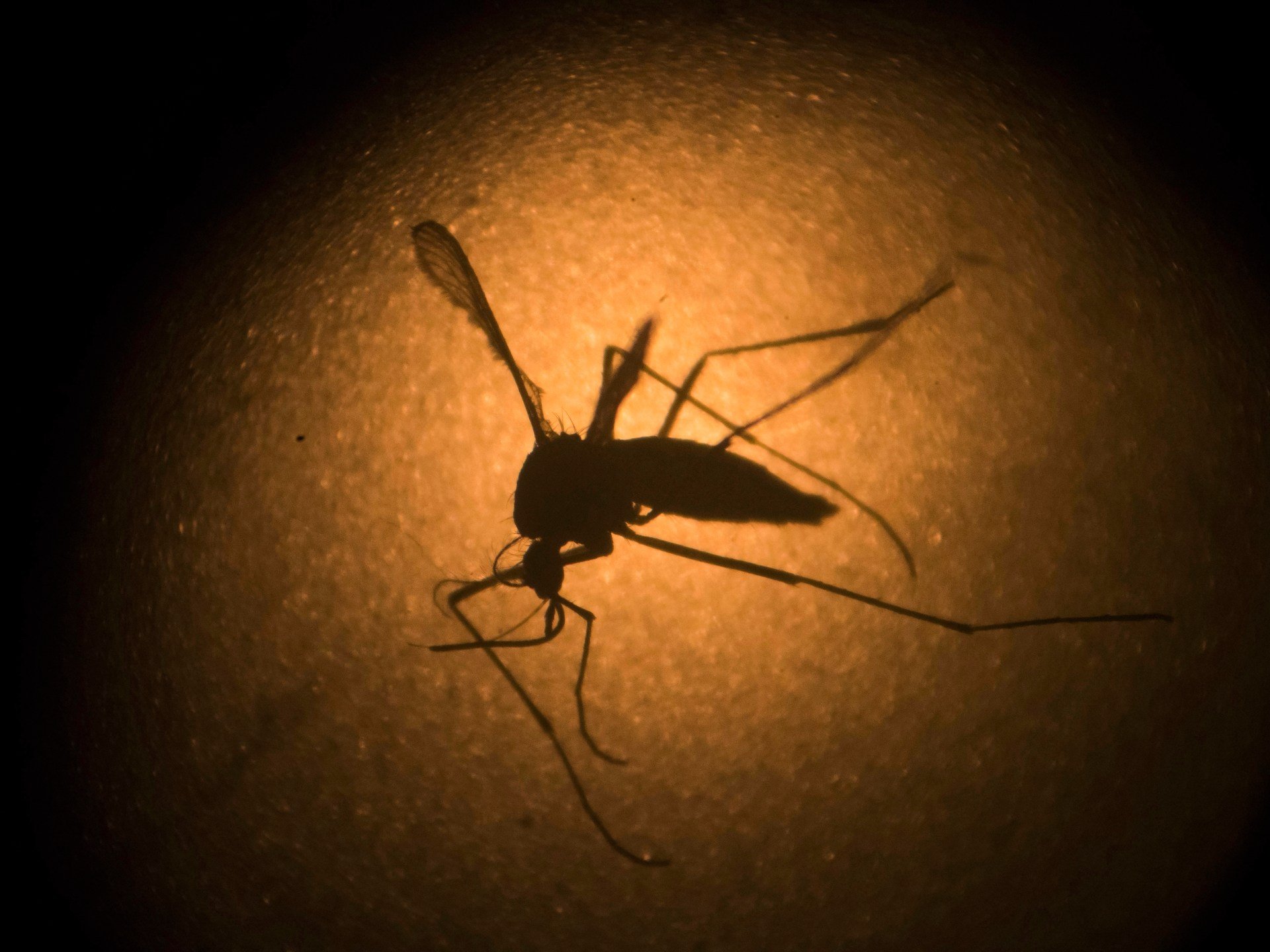 What is the deadly ‘Triple E’ mosquito virus spreading in northeastern US?