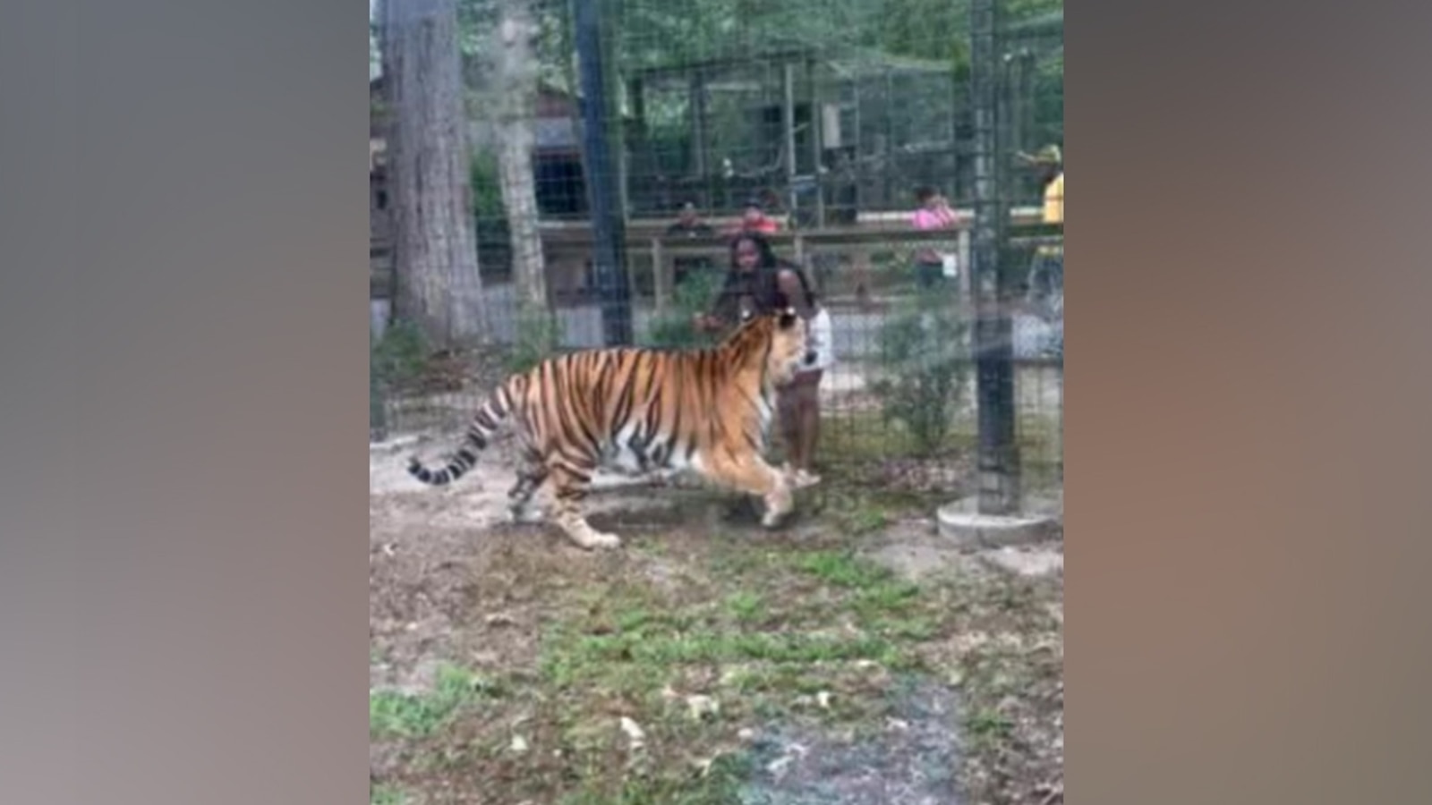 Woman charged for allegedly 'enticing' tiger after hopping zoo fence