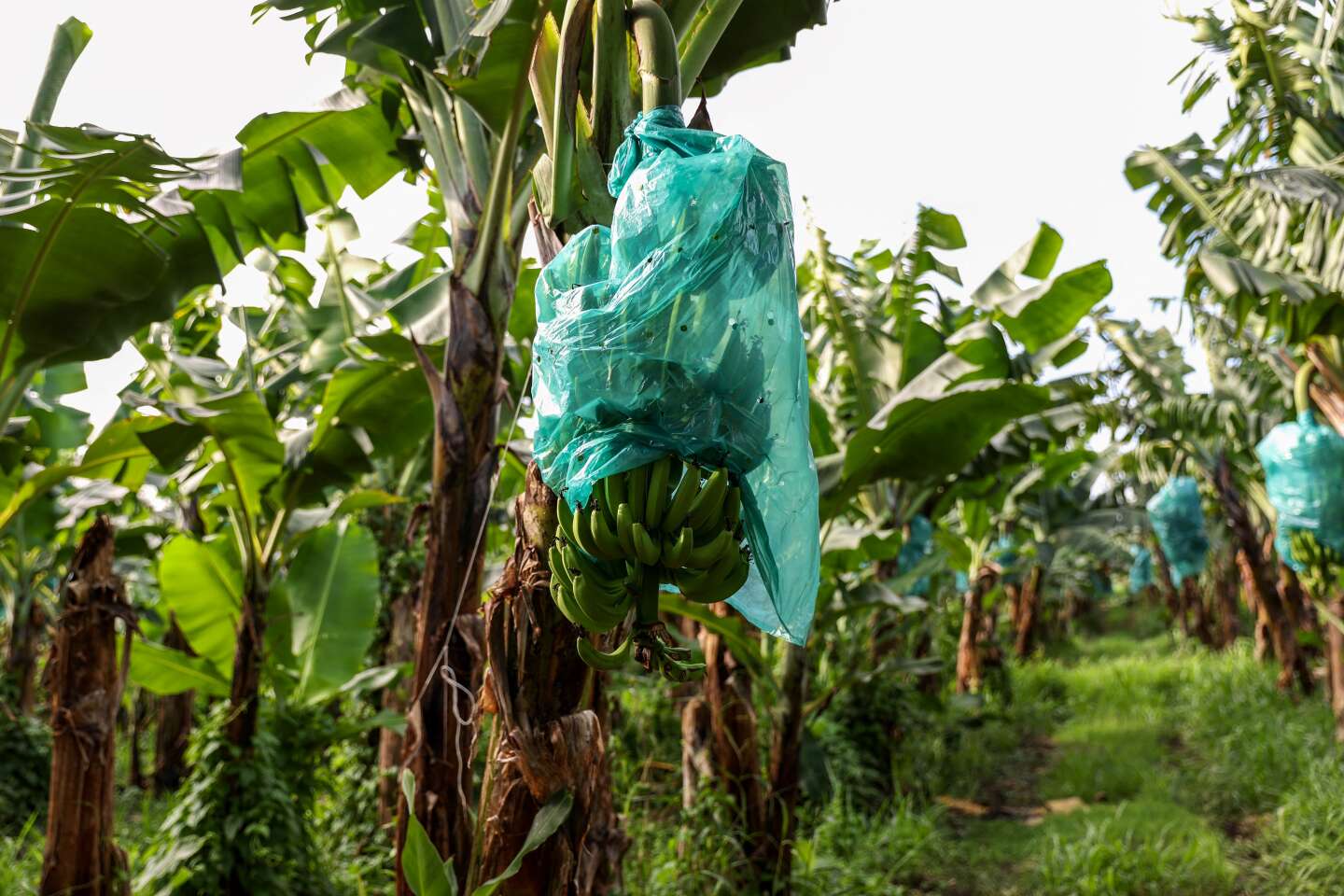 A la Martinique, les sols pollués au chlordécone contraignent les agriculteurs à s’adapter