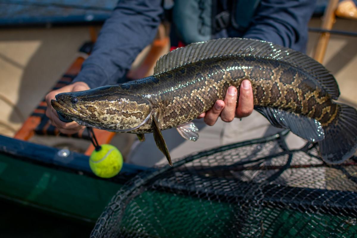 Officials urge people to kill and eat highly invasive fish devastating ecosystems: 'They taste good'