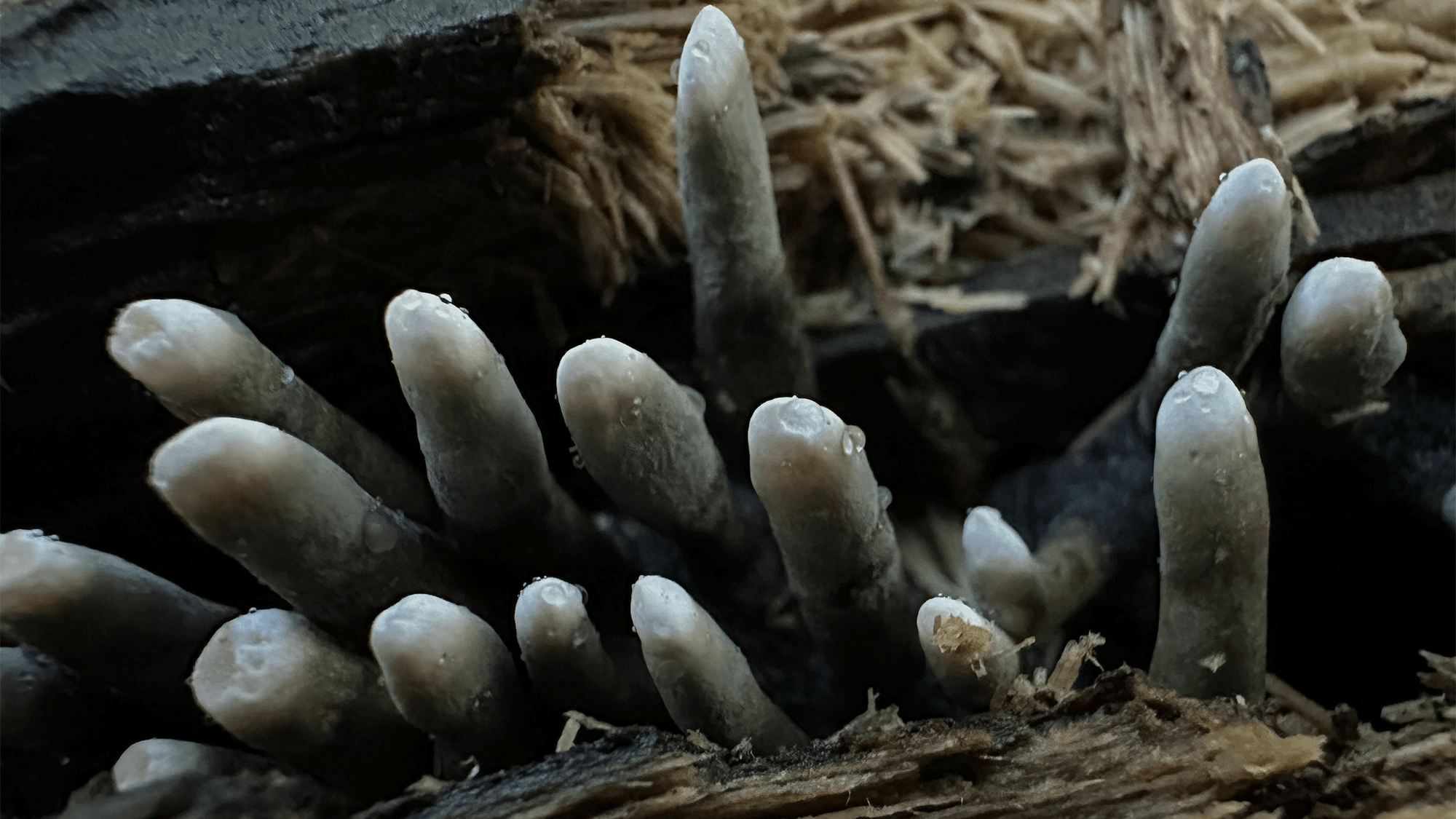 Dead man’s fingers is the creepiest fungi in the forest