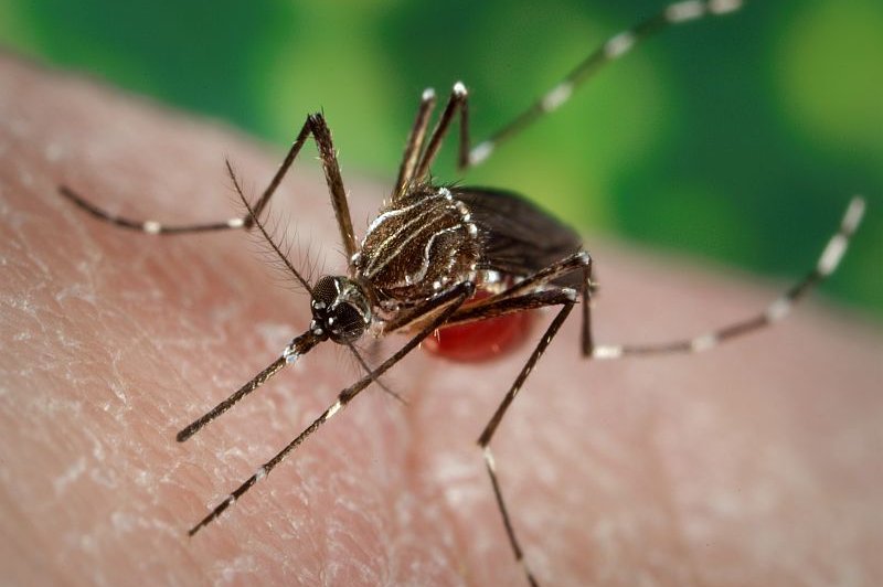 New York resident dies from EEE; state declares virus 'imminent public health threat'