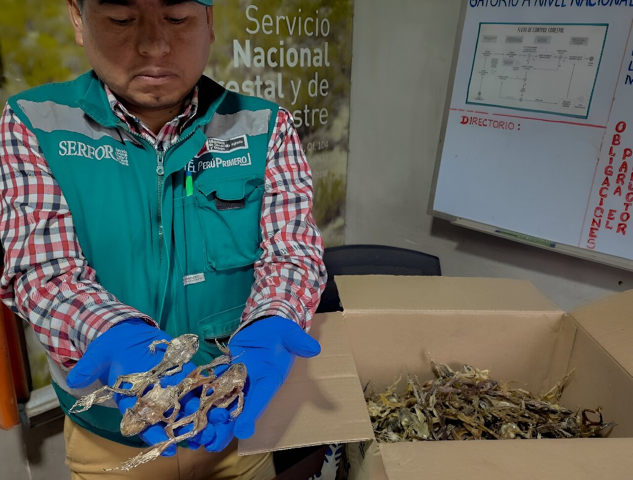 Andean 'Viagra': Peru seizes hundreds of frogs used as aphrodisiacs