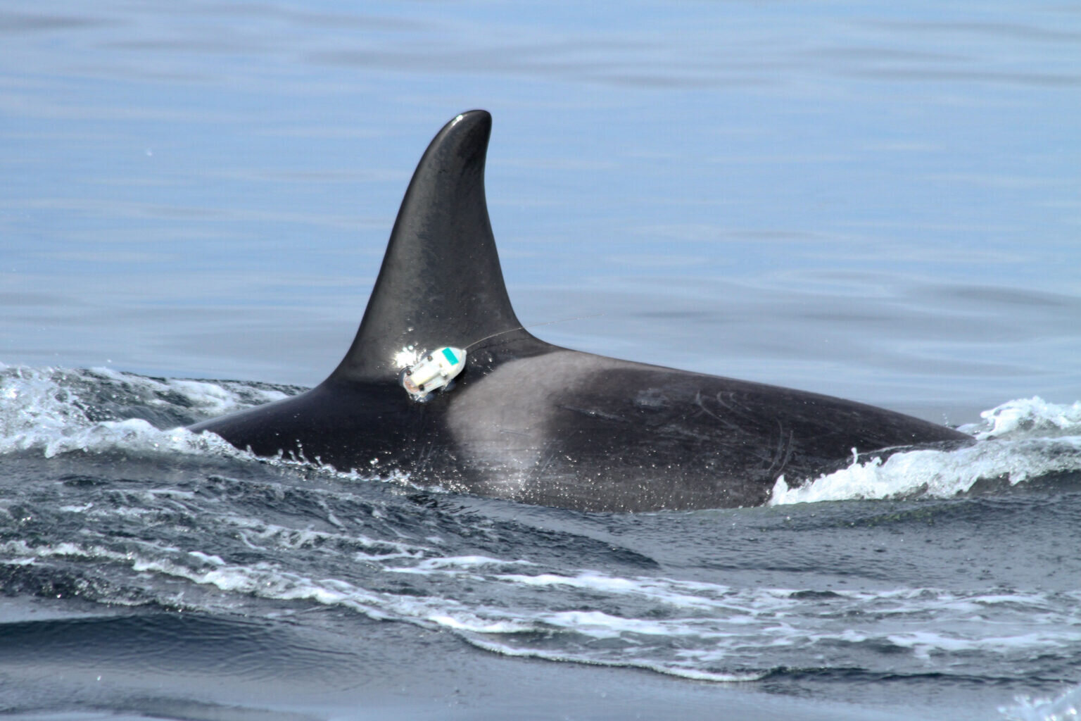 Thanks to humans, Salish Sea waters are too noisy for resident orcas to hunt successfully