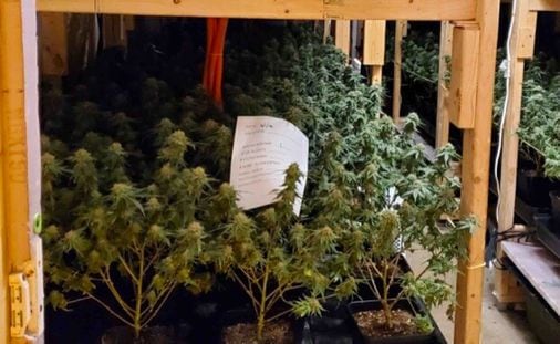 Despite legal status in Maine, illegal pot farms find success up north