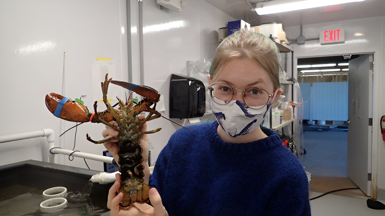 Study offers hope for the resilience of the American lobster fishery