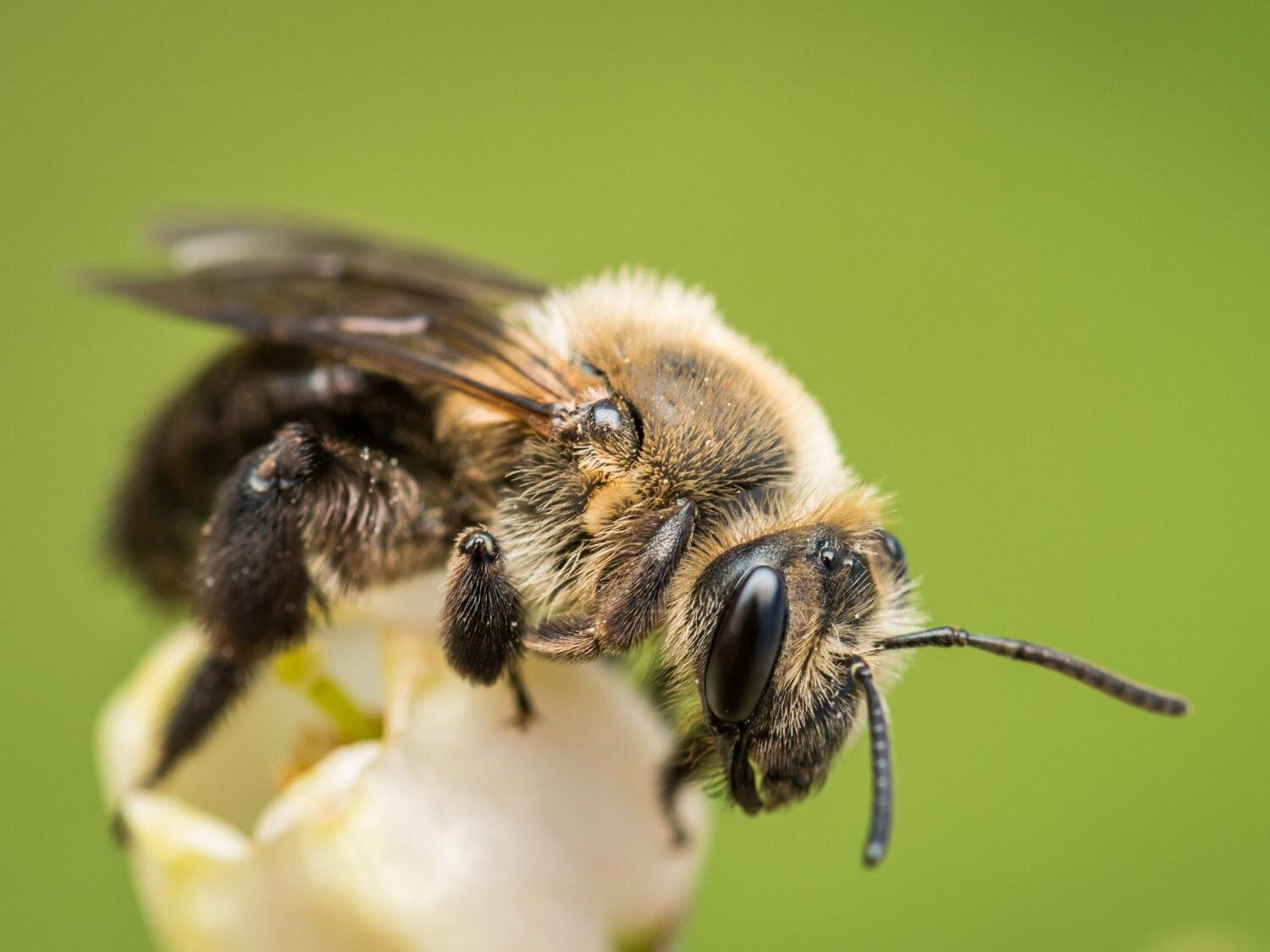 Volunteers record bee biodiversity and discover new species in Pennsylvania