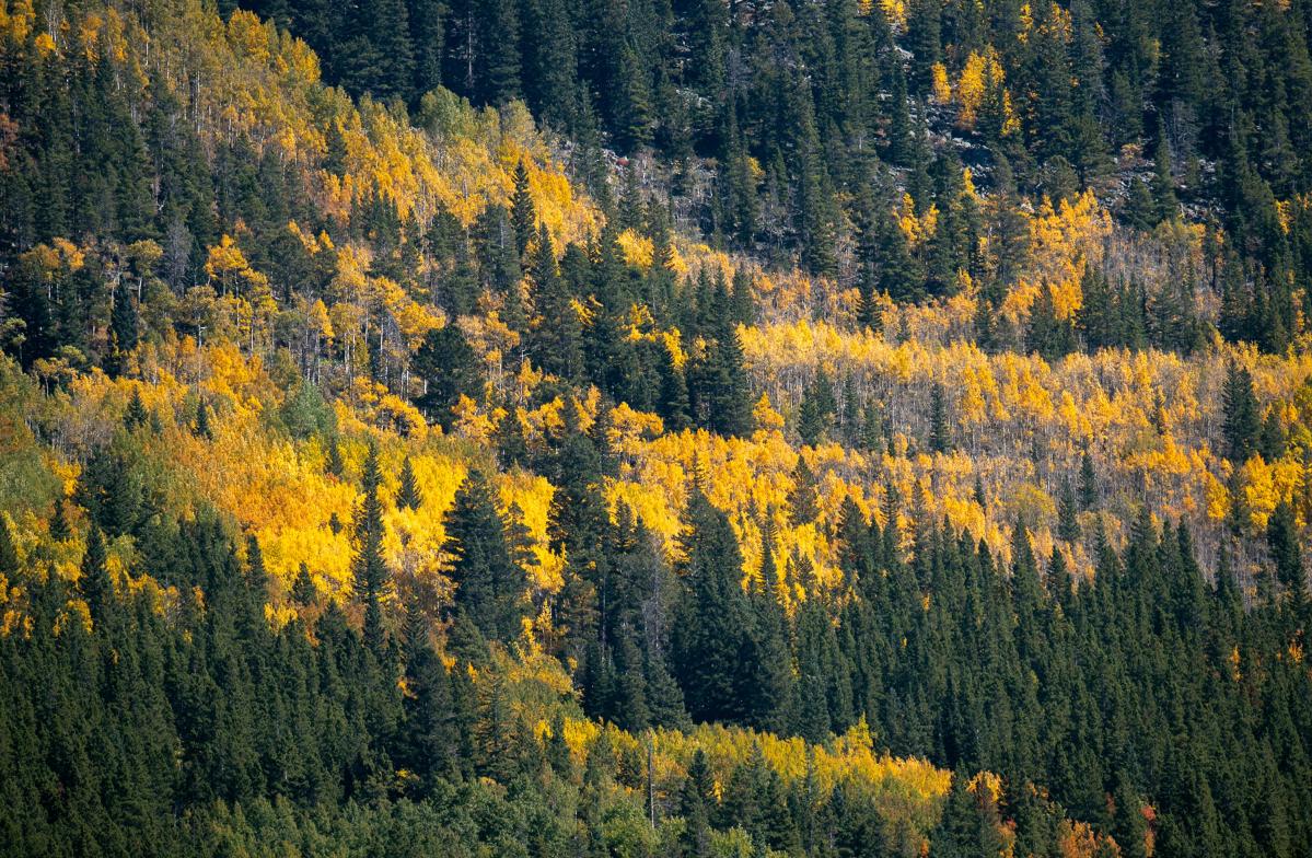 'Mr. Aspen' gives his Colorado peak fall color prediction and here are top aspen drives