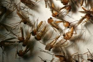 West Nile virus cases significantly increase in Georgia: Symptoms you need to watch for