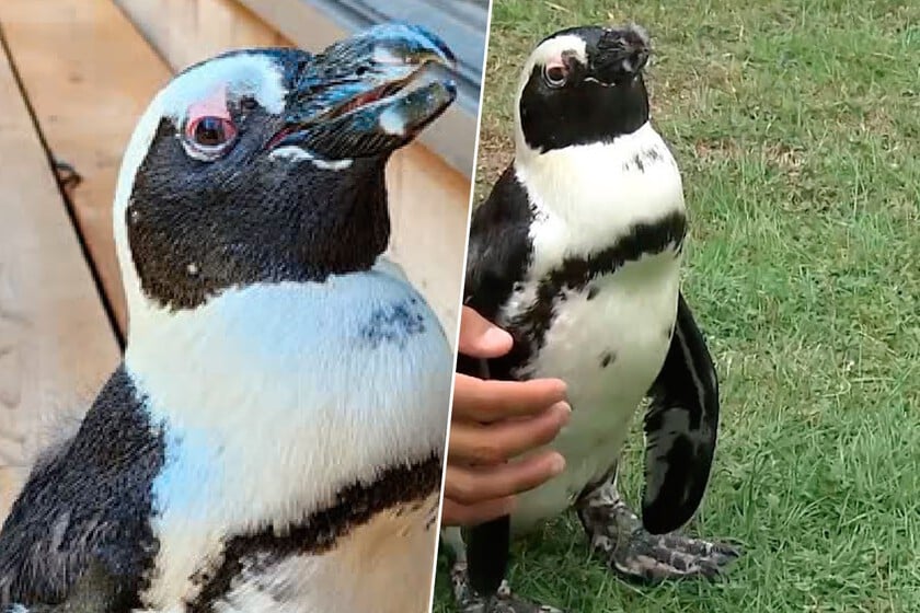 Japón tiene nuevo héroe: el pingüino que huyó de un parque en una isla en busca de libertad ha aparecido a 45 km viviendo su sueño