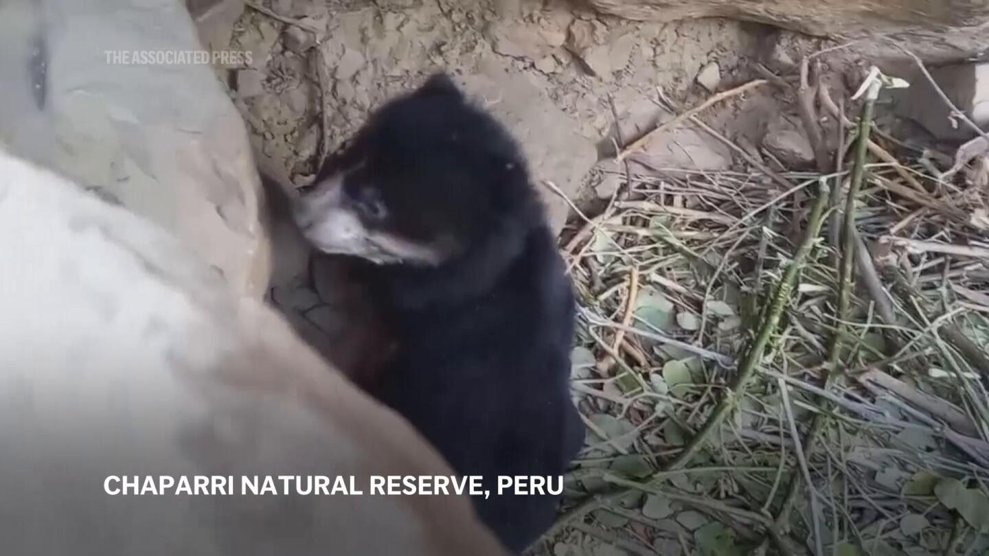 The birth of a spectacled bear brings joy to a farming community in Peru