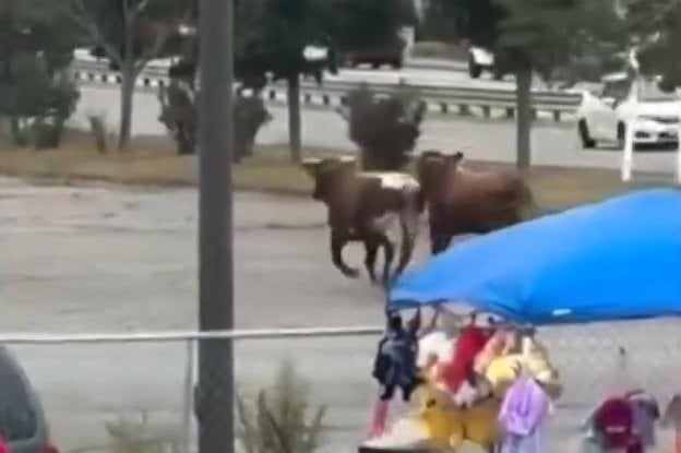 Eight bulls escape from Massachusetts rodeo, one still missing