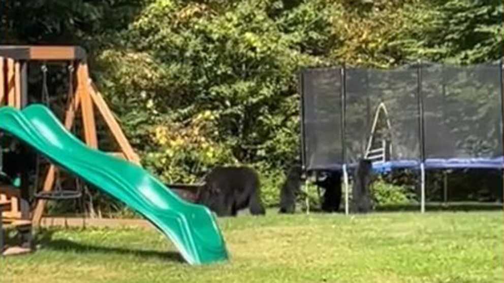 WATCH: Bear cubs spotted playing on trampoline