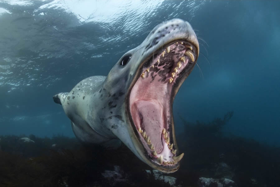 Winning Photos From The 2024 Ocean Photographer Of The Year