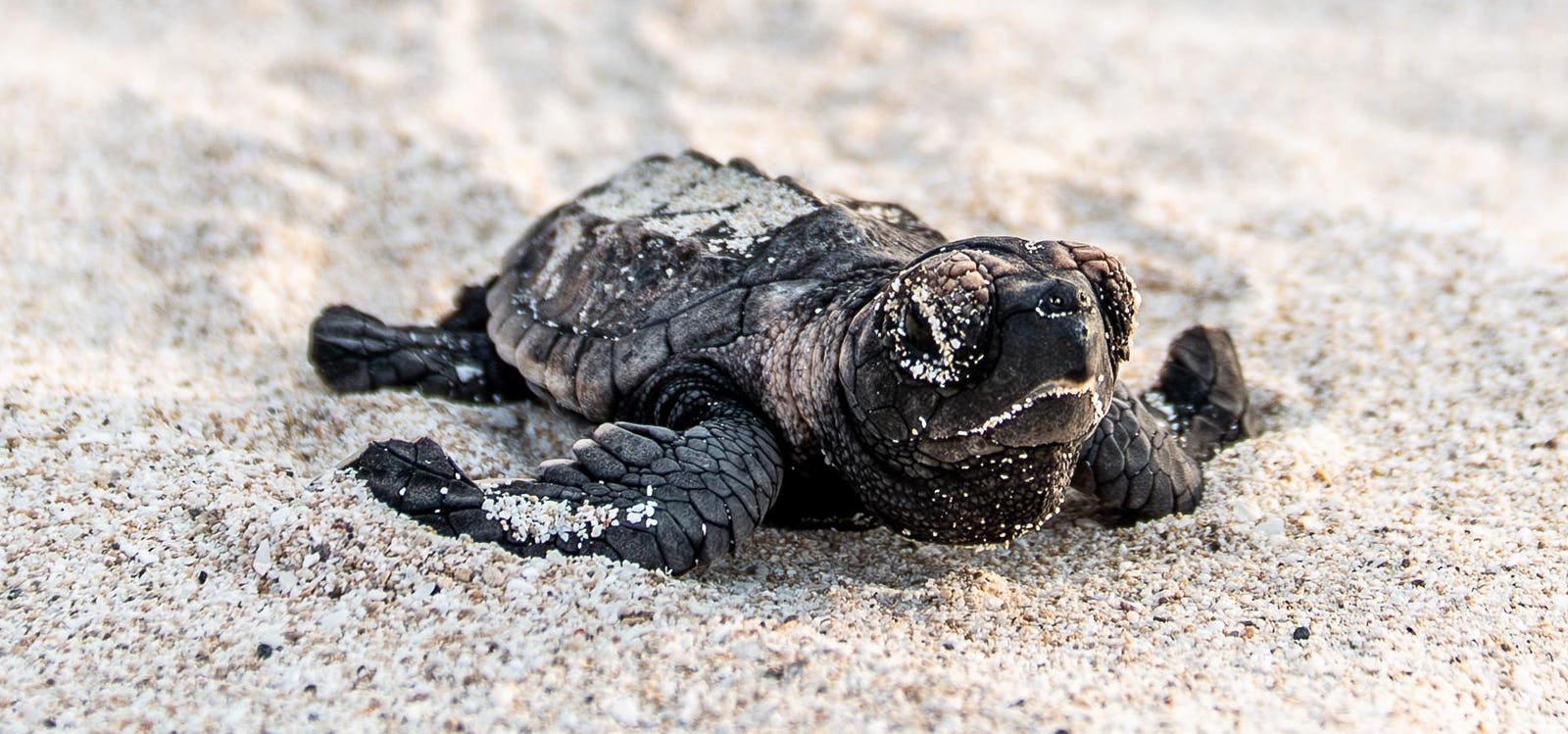 How Can Tourism Companies Help Protect Baby Turtles In Mexico?