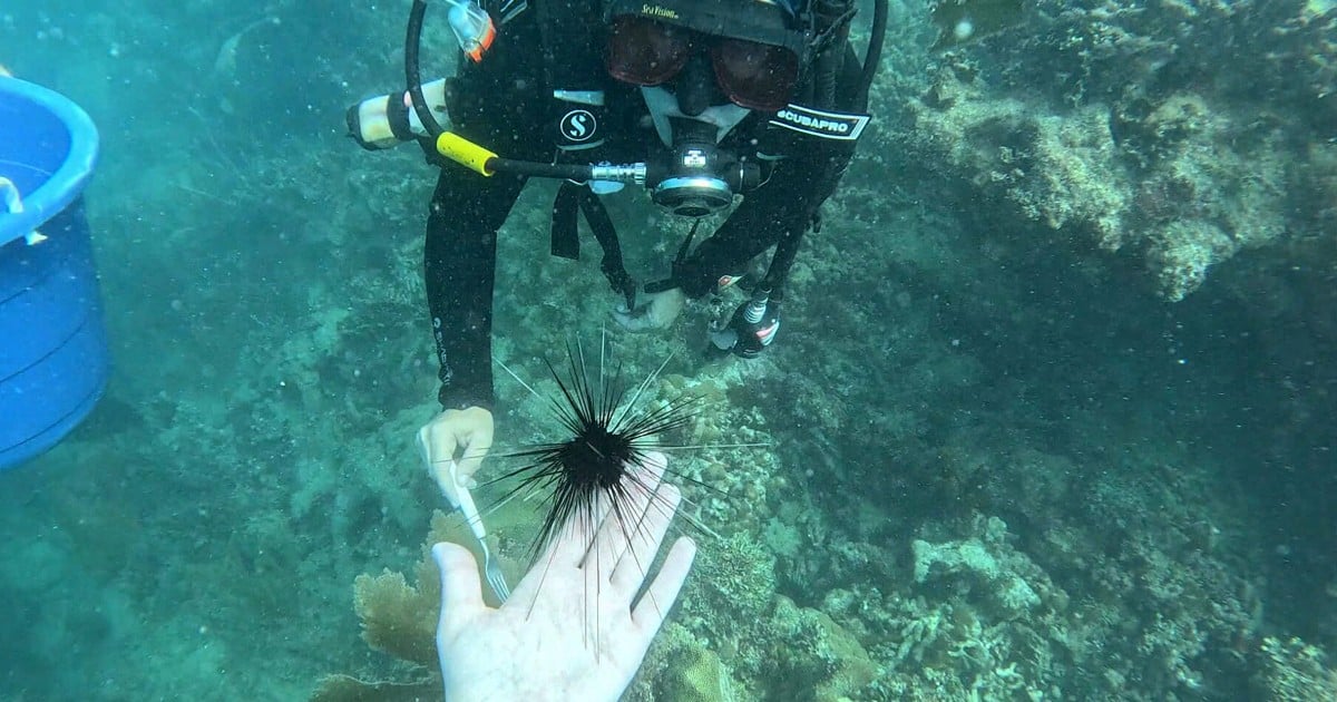 As coral reefs face unprecedented heat, scientists pioneer new ways to protect them