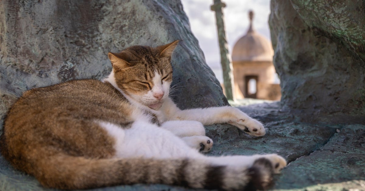 U.S. halts plan to remove iconic stray cats from a historic area in Puerto Rico’s capital