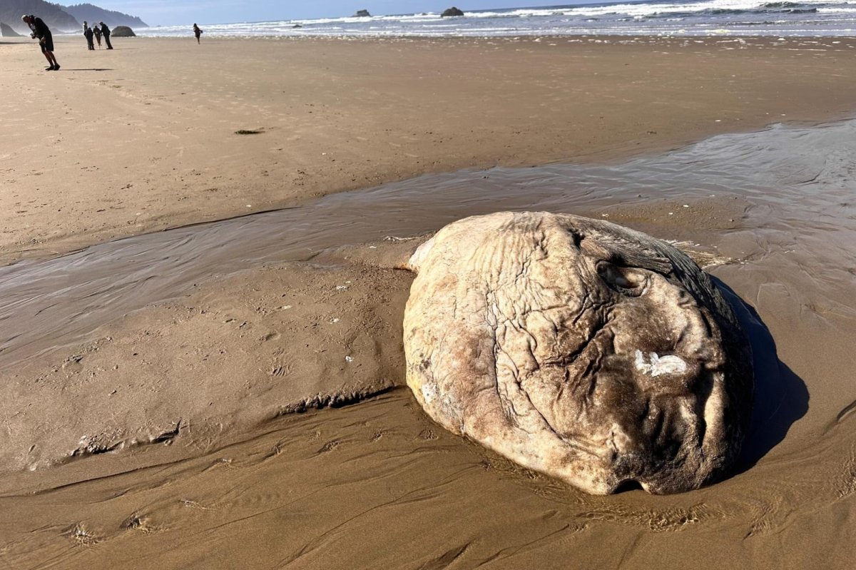 Massive ocean sunfish washes up in Oregon