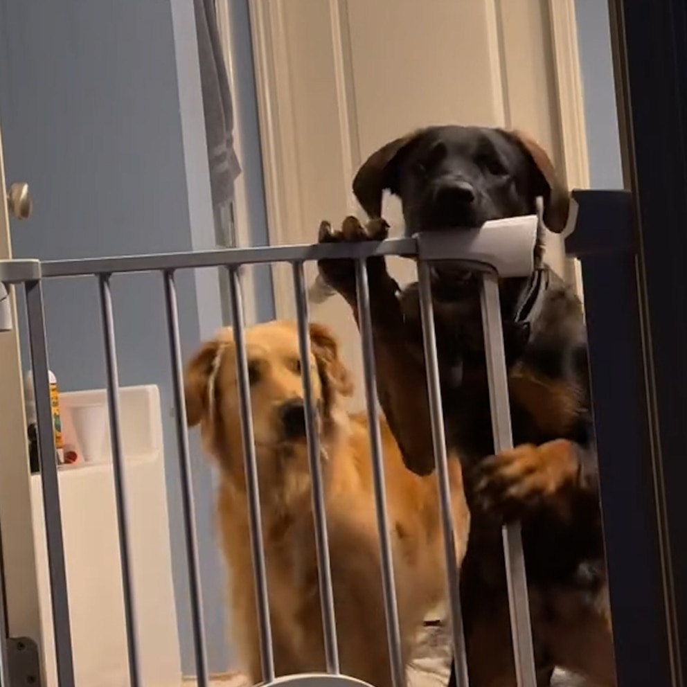 WATCH: Watch these crafty dogs figure out how to unlock a doggy gate