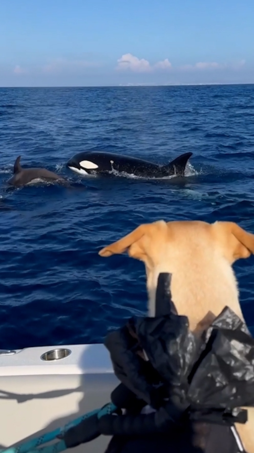 WATCH: Watch this rescue dog's reaction when he sees whales off coast of San Diego