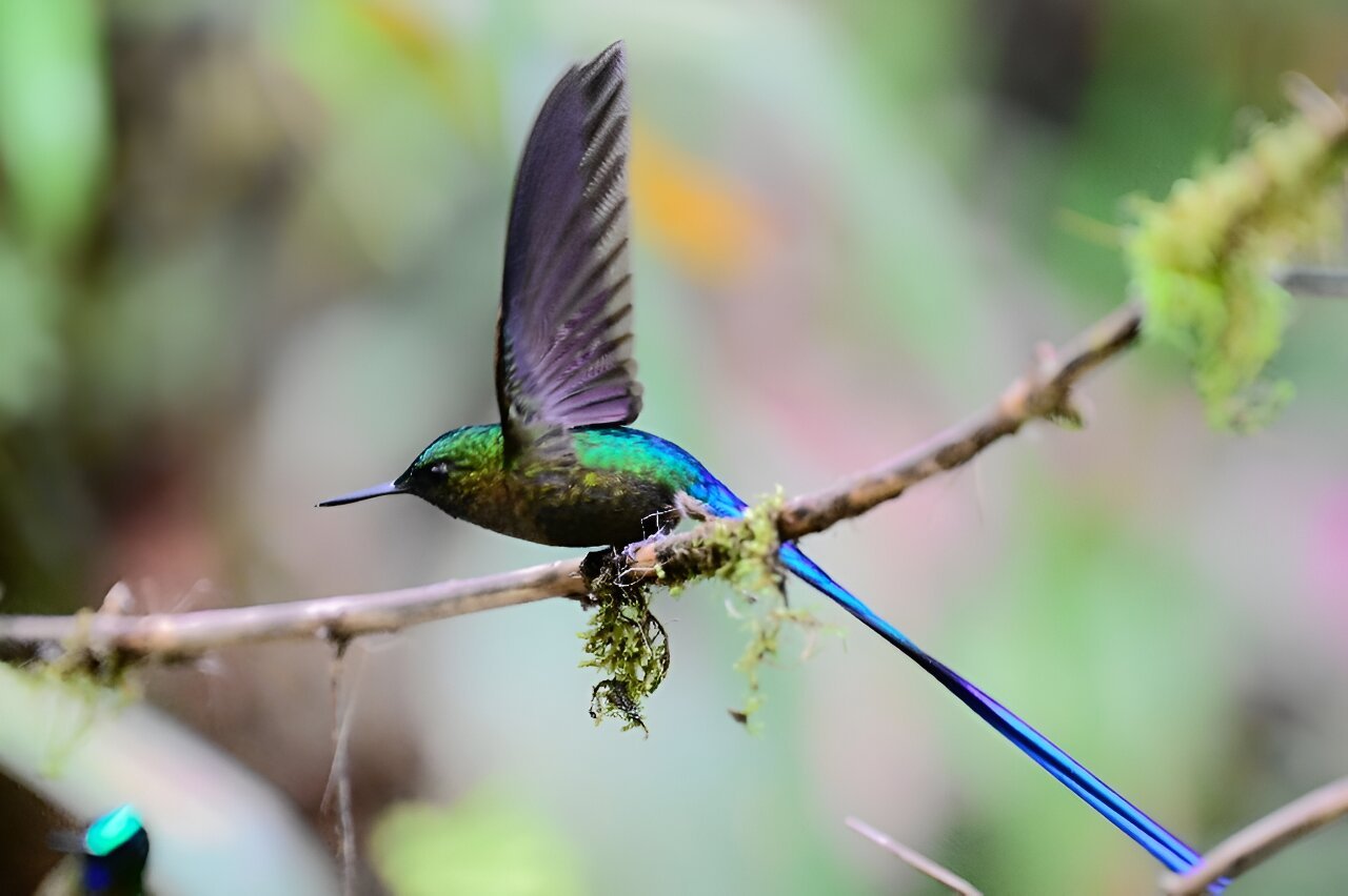 Activists seek clarity over mining ban in Ecuador forest reserve