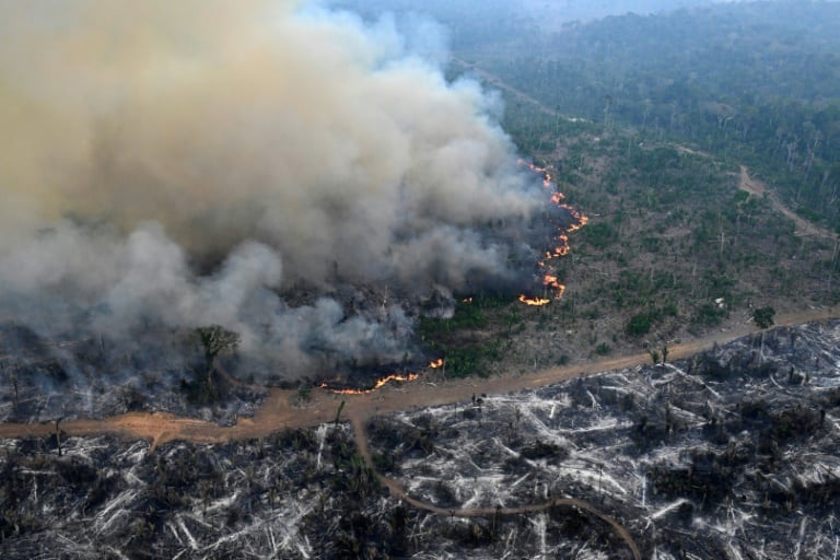 Amazon forest has lost an area the size of Germany and France