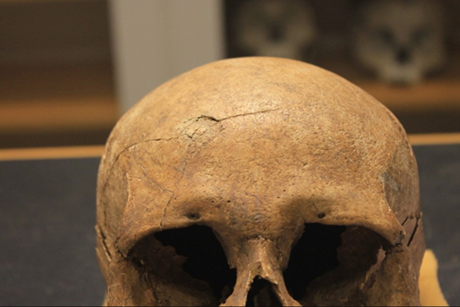 How Bloodthirsty Were Vikings? New Study Challenges Long-Held Assumptions