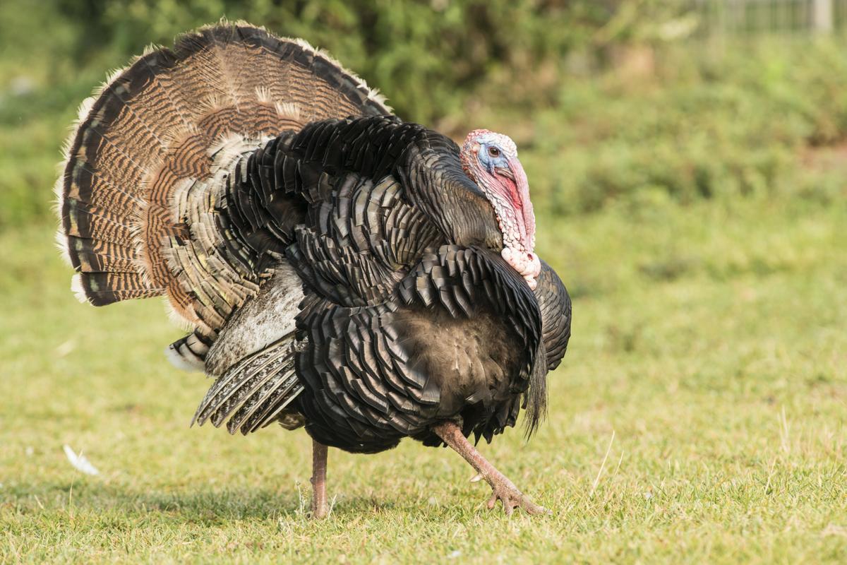 Minnesota Fall Turkey Hunting Season Begins This Weekend