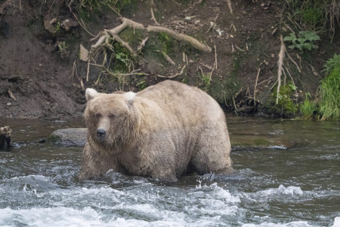 The chunkiest of chunks face off in Alaska's Fat Bear Week