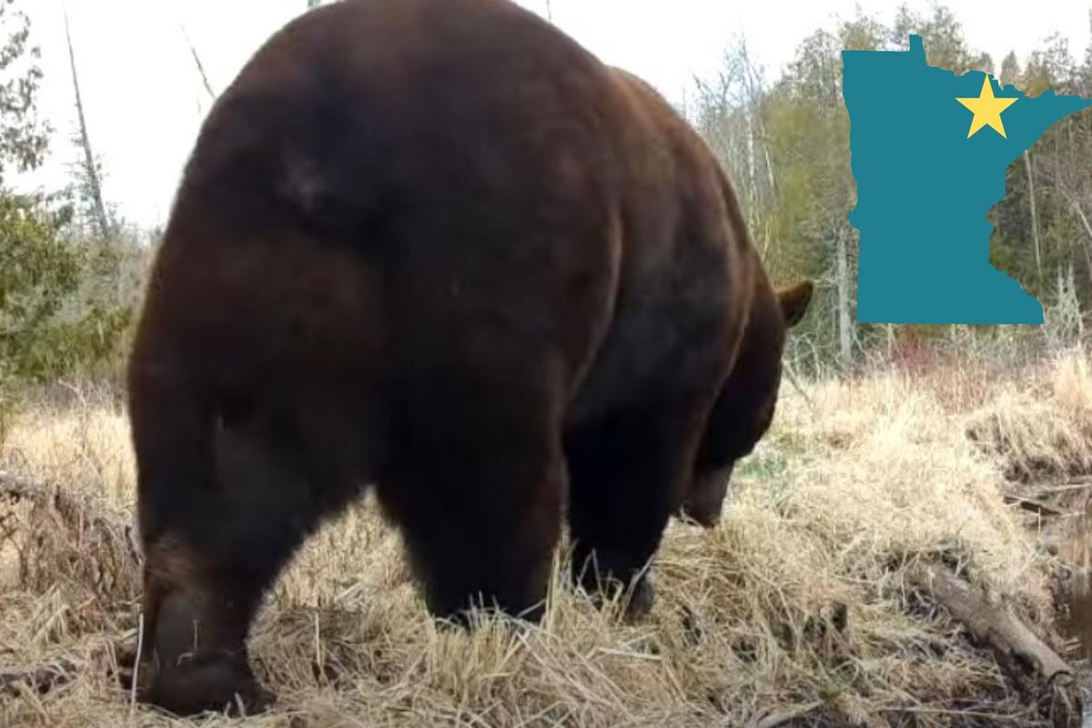 Huge Bears Captured On Camera At Voyageurs National Park