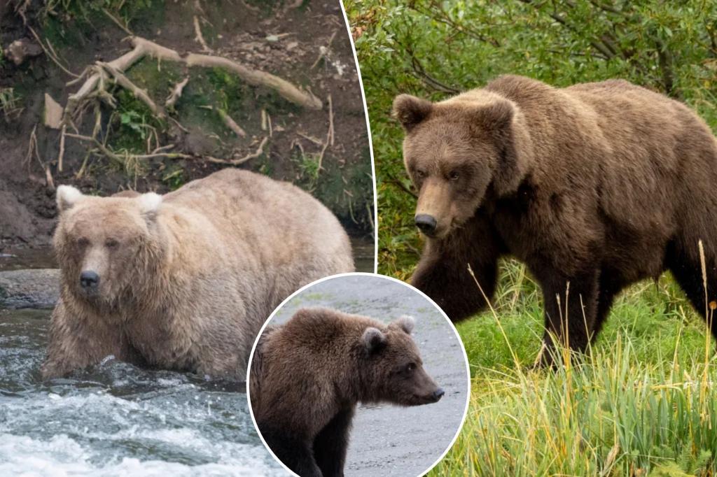 Alaska's chunkiest cubs face off in annual Fat Bear contest