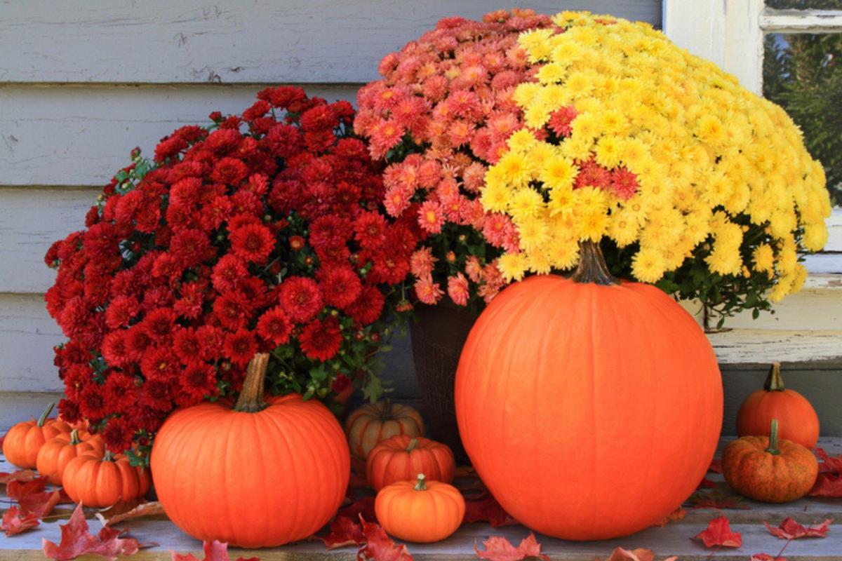 Are You Watering Your Mums the Wrong Way in Minnesota?