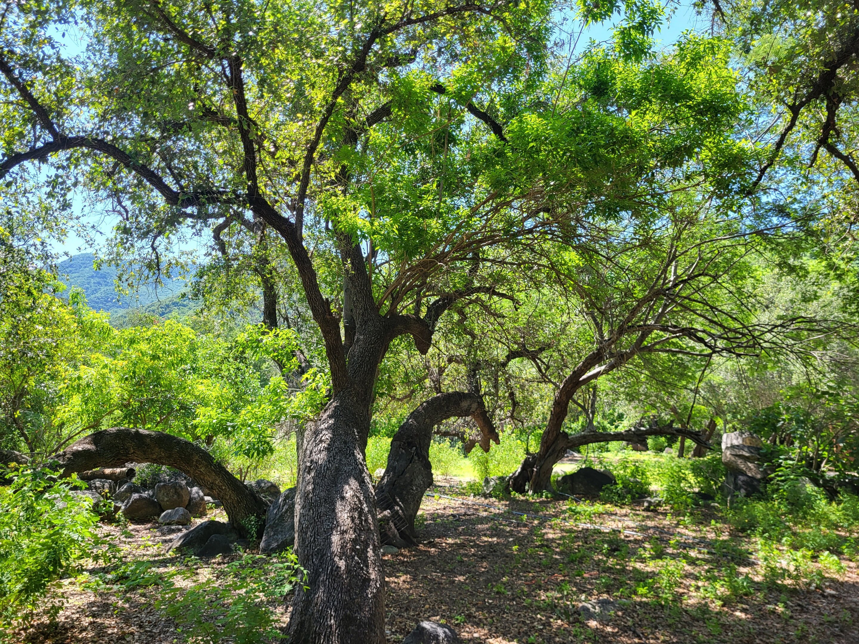 Mesoamerican oak tree species in urgent need of conservation, says report