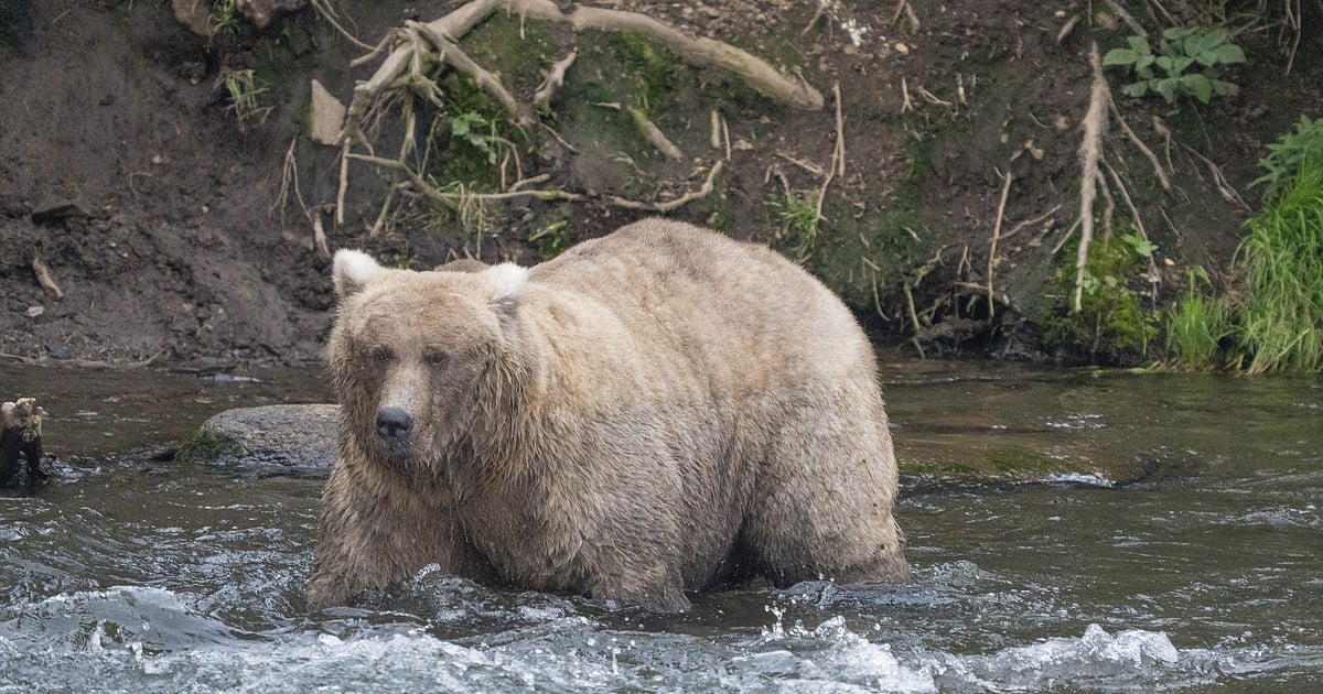 The chunkiest of chunks face off in Alaska's Fat Bear Week