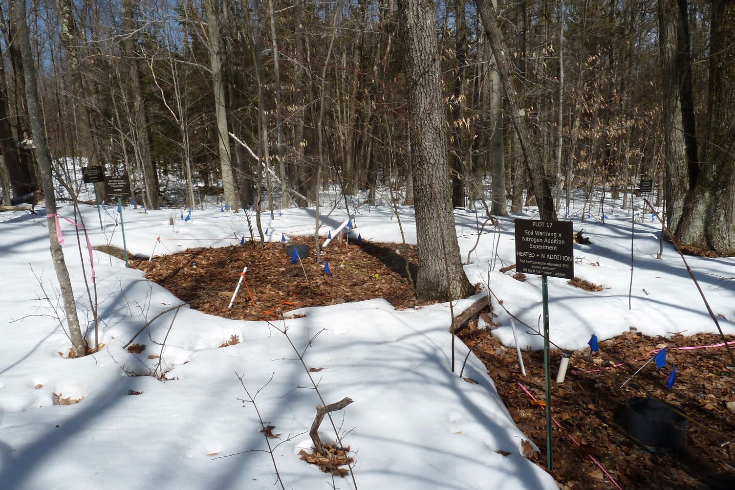 New research reveals climate change impact on Northeastern forests may be lower than expected