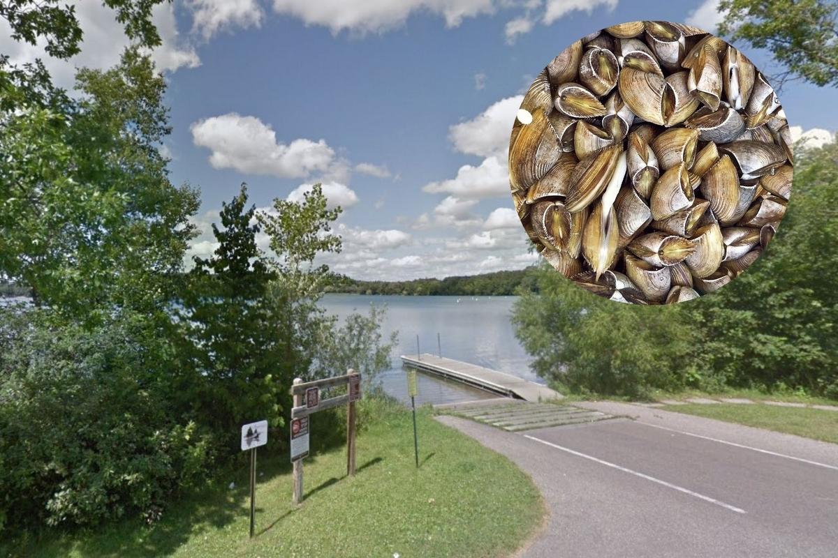 Another Minnesota Lake Infested With Zebra Mussels