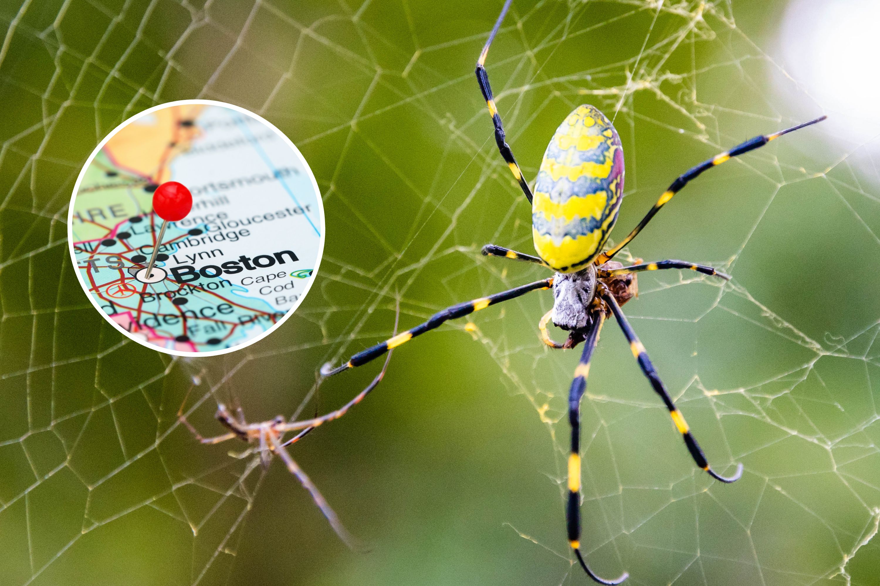 Venomous Invasive Spider's First Sighting in Massachusetts