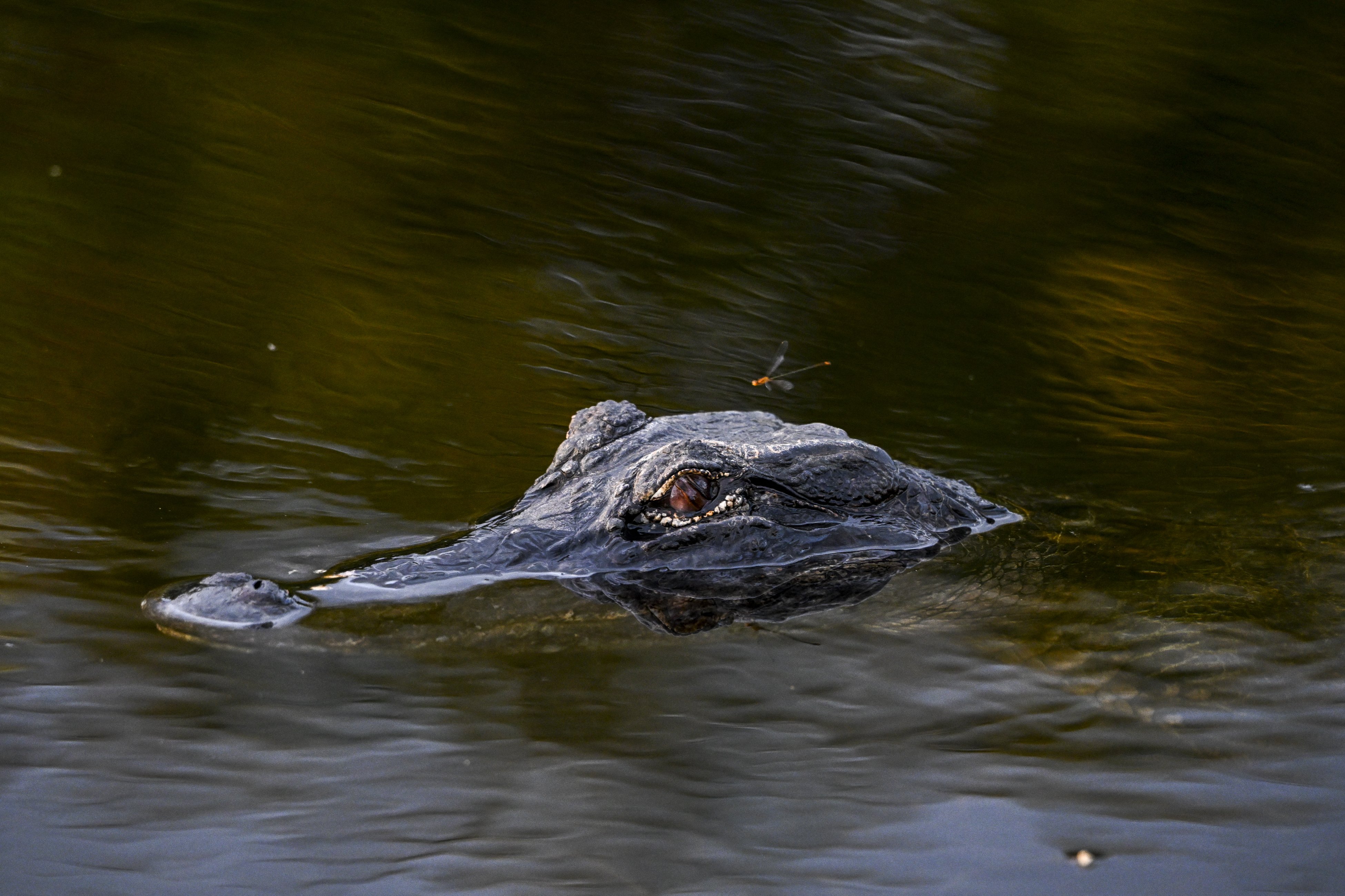 Alligators Swim Through Streets as Hurricane Helene Hits Florida