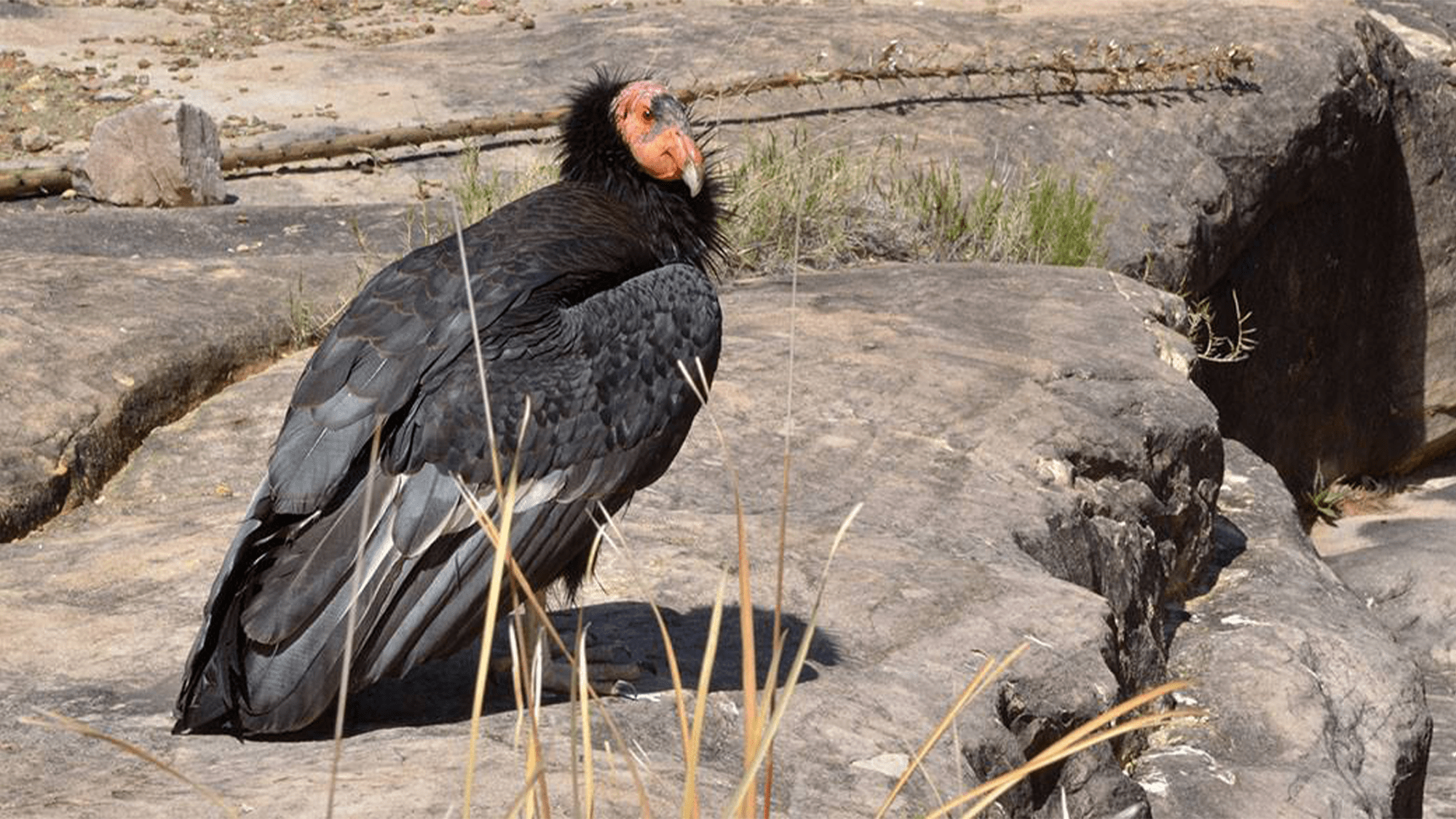 4 endangered California condors will be released into the wild