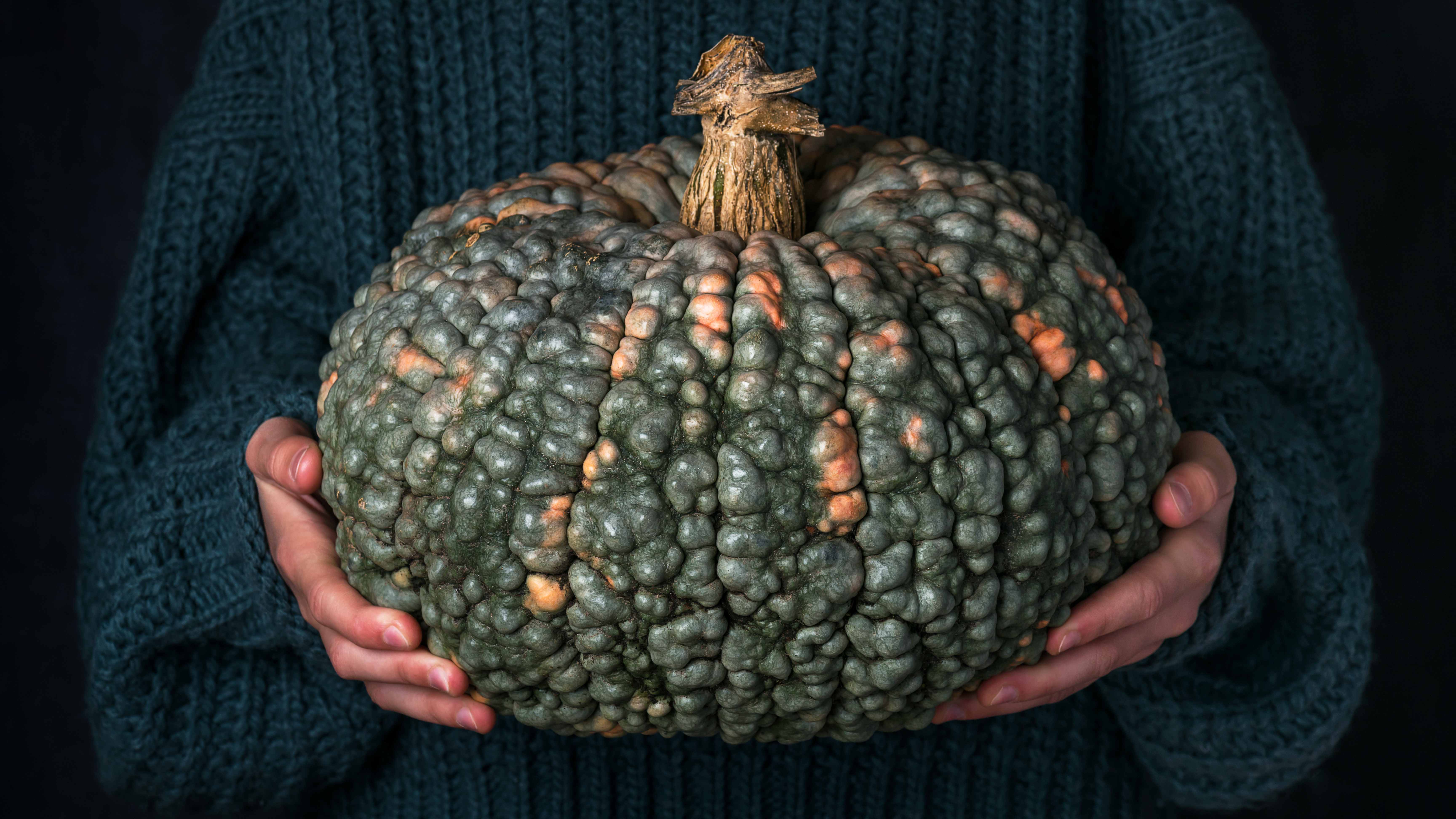 Why Do Some Pumpkins Have Warts?