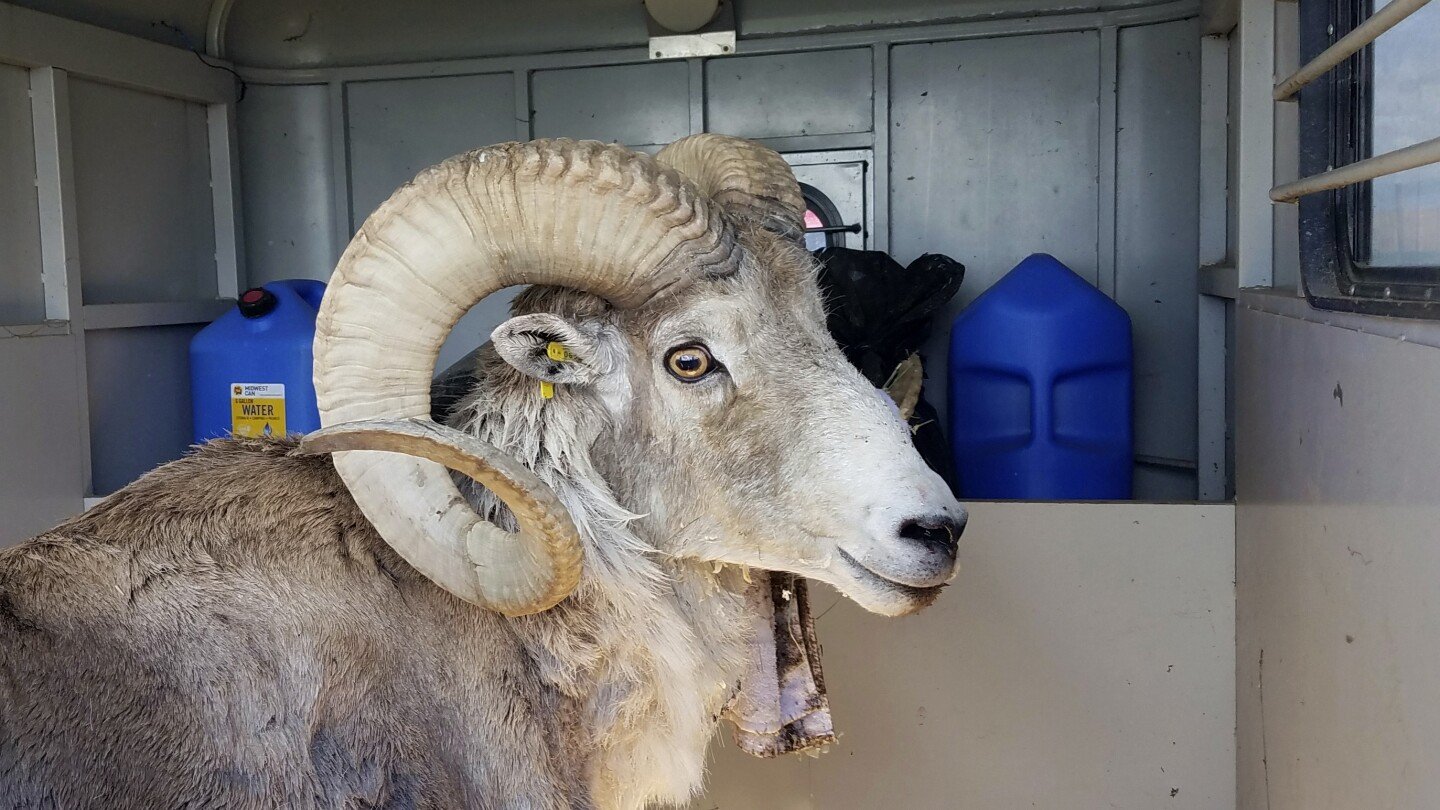 Montana man faces sentencing for cloning giant sheep, breeding it