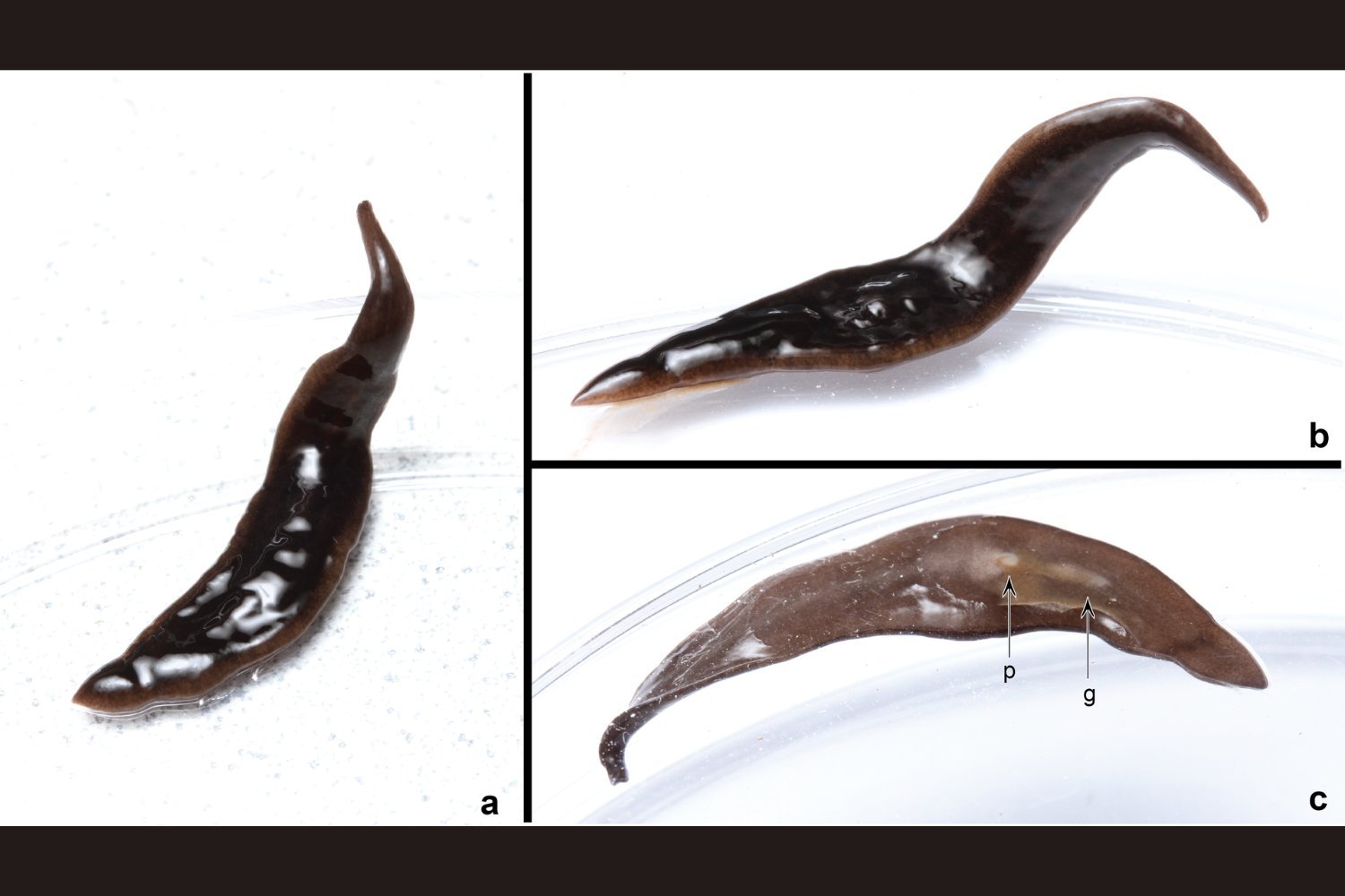 New Predatory Flatworm Invades Southern U.S.