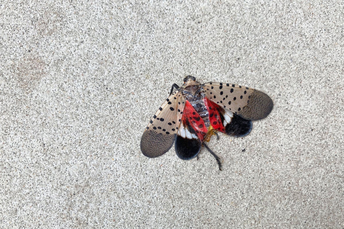 Why Are There Fewer Spotted Lanternflies in New York City?