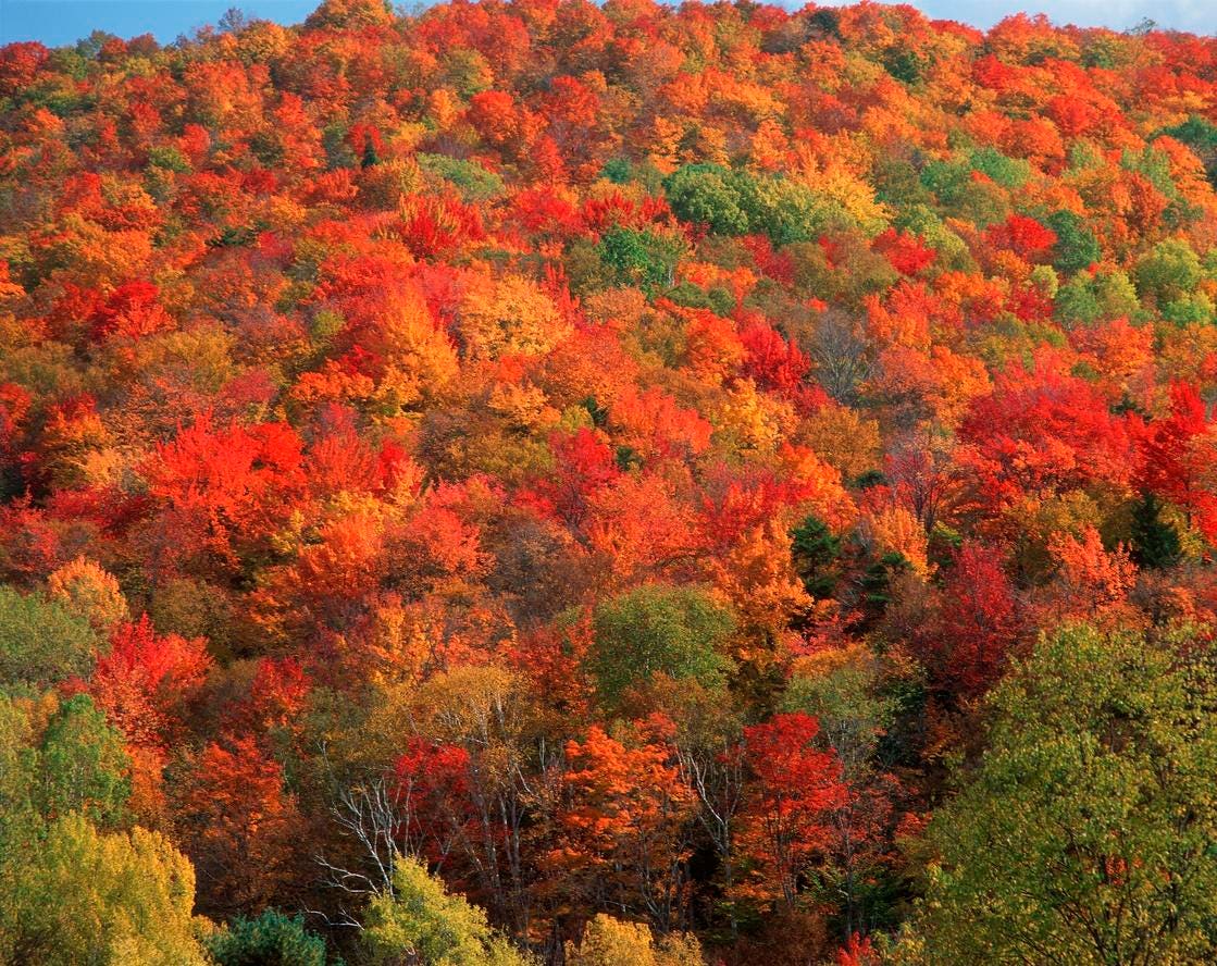 This Boutique Hotel In Vermont Has Launched A Fall Foliage Hotline