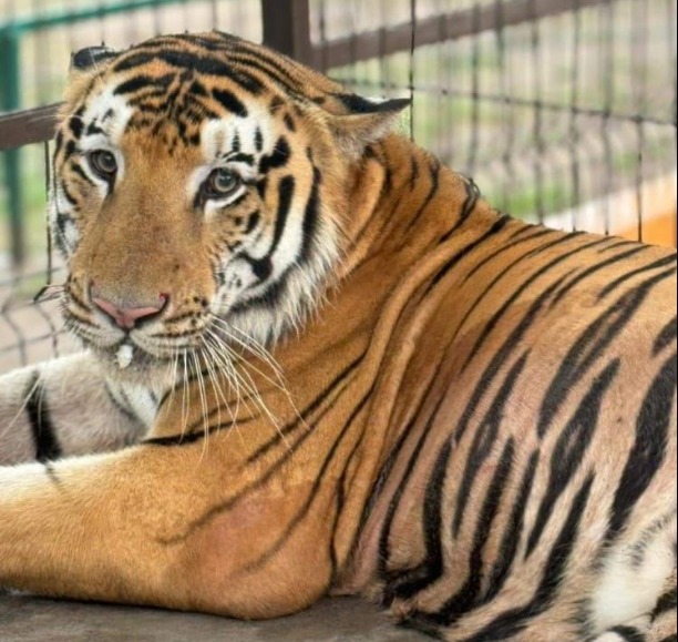 Tiger escapes Mexico zoo near Texas border; animal considered dangerous and at large