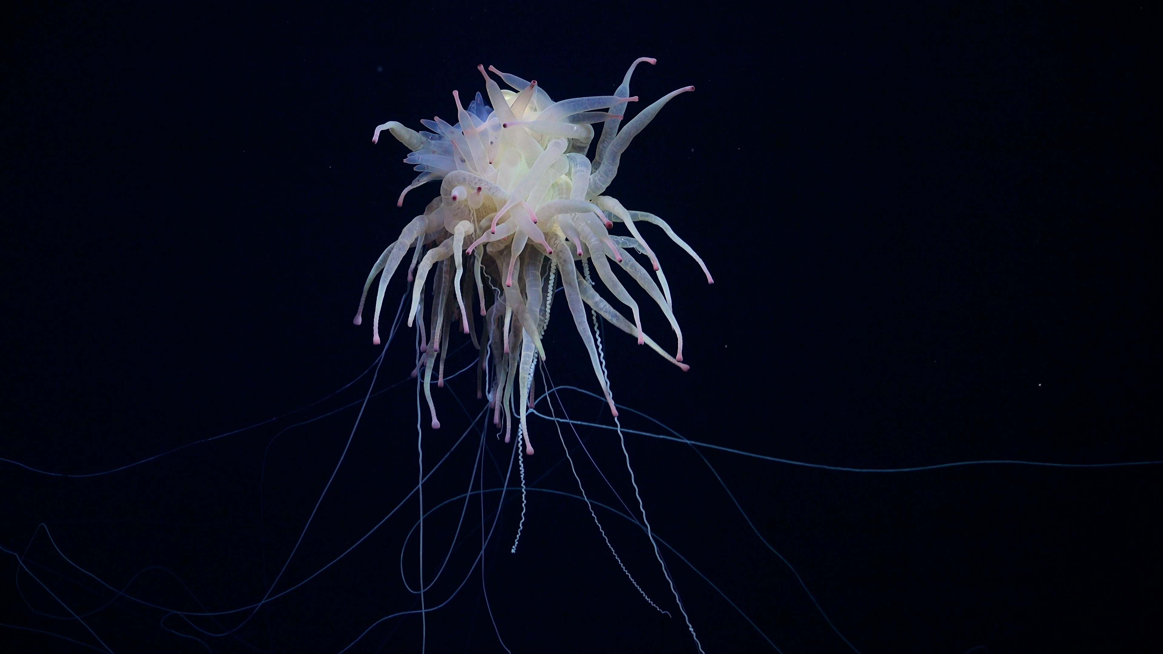 Watch Mesmerizing Footage of a Deep-Sea ‘Spaghetti Monster’