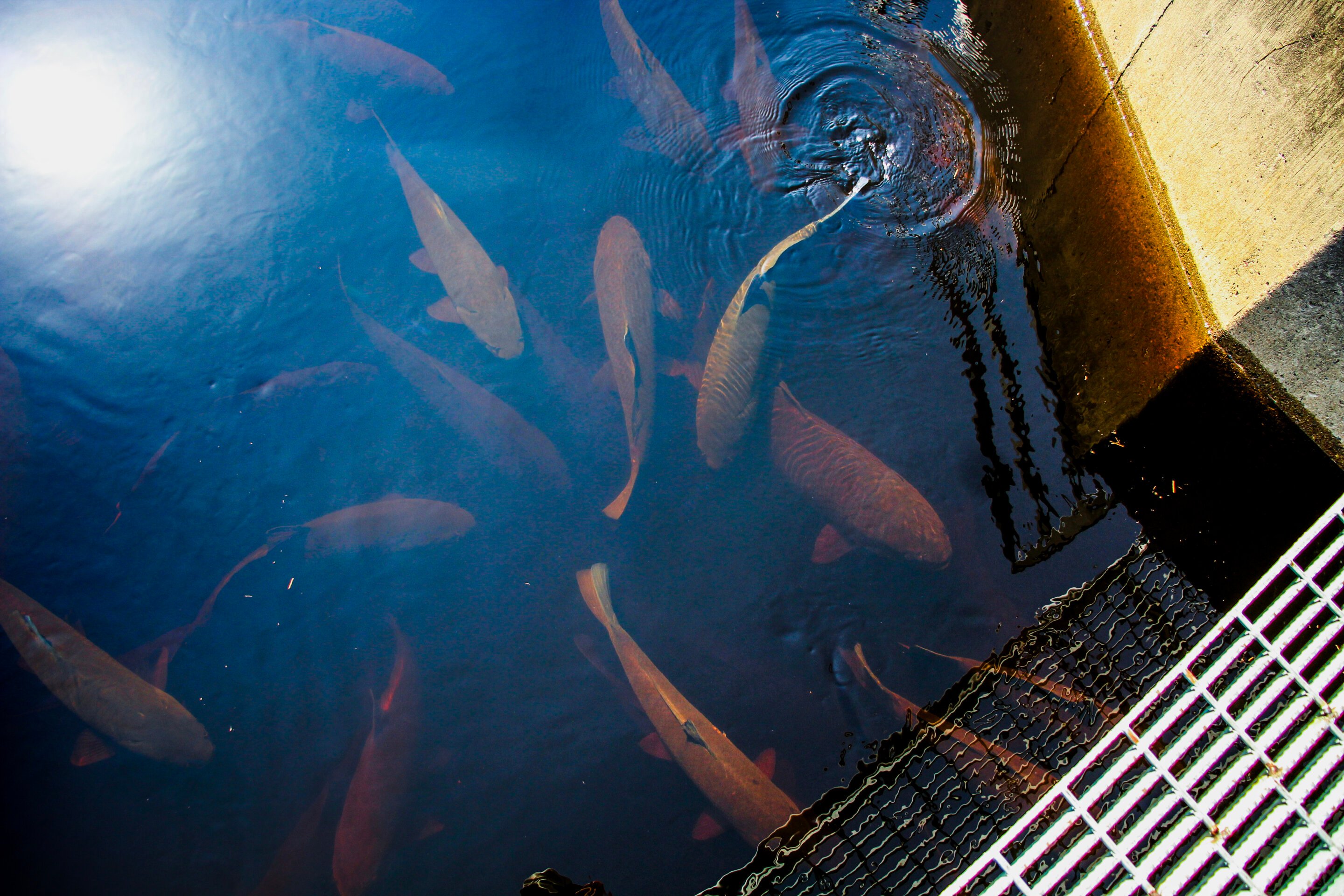 Research shows 50-year generation gap in the bigmouth buffalo, Minnesota's longest-lived fish