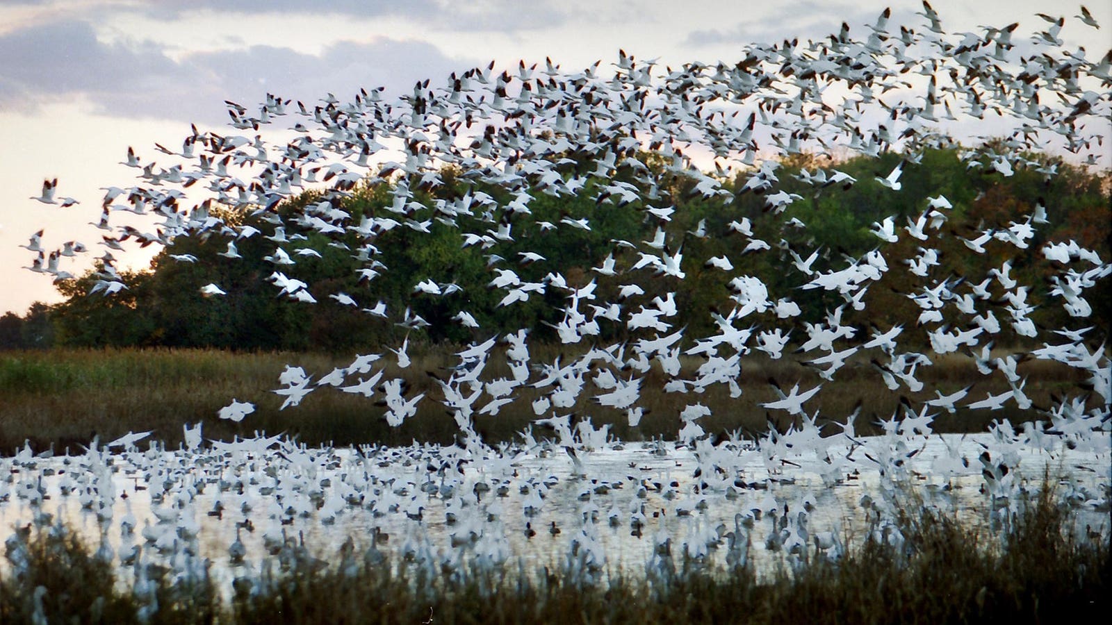 Wildlife Spotlight: Birds Abound Across Delaware’s Bombay Hook National Wildlife Refuge