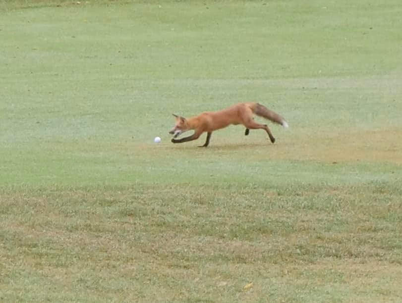 Who's stealing golf balls from this Missouri golf course? This bandit, who even the police are laughing about